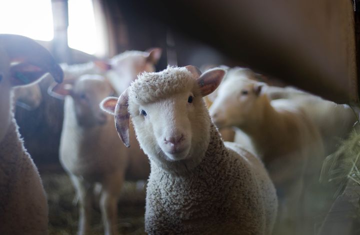 Image of a sheep looking at you, curiously.